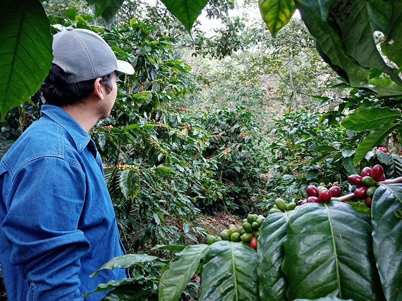 All You Need To Know About Mexican Coffee 