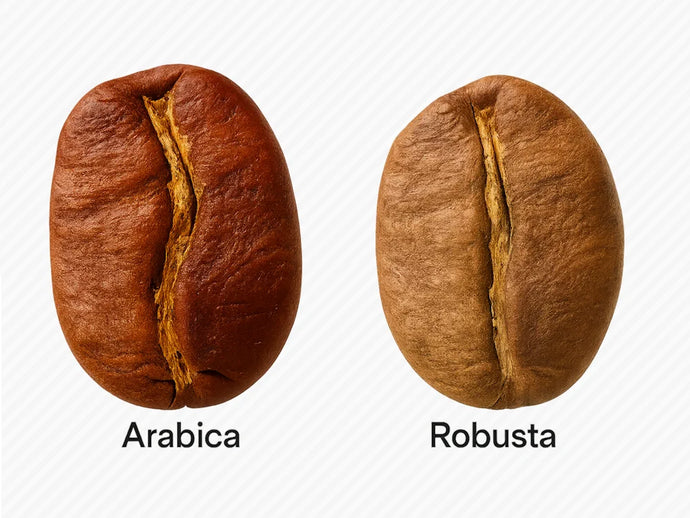 Arabica vs Robusta: What’s the Difference Between These Two Coffee Beans?